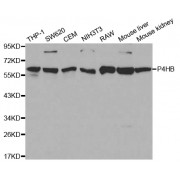 Western blot analysis of extracts of various cell lines, using P4HB antibody (abx000827) at 1/1000 dilution.