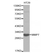 Western blot analysis of extracts of HT-29 cells, using MMP7 antibody (abx000830) at 1/1000 dilution.