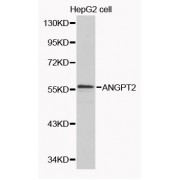 Western blot analysis of extracts of HepG2 cells, using ANGPT2 antibody (abx000833) at 1/1000 dilution.