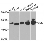 Western blot analysis of extracts of various cell lines, using CSK antibody (abx000843) at 1/1000 dilution.