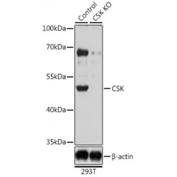 Tyrosine-Protein Kinase CSK (CSK) Antibody