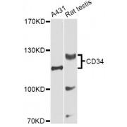 Western blot analysis of extracts of various cell lines, using CD34 Antibody (abx000850) at 1/1000 dilution.