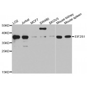 Western blot analysis of extracts of various cell lines, using EIF2S1 antibody (abx000851) at 1/1000 dilution.
