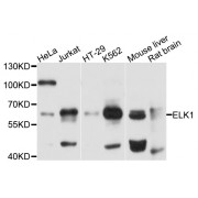 Western blot analysis of extracts of various cell lines, using ELK1 antibody (abx000861) at 1/1000 dilution.