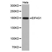 Western blot analysis of extracts of HeLa cells, using EIF4G1 antibody (abx000885).