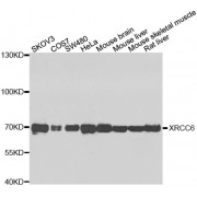 Western blot analysis of extracts of various cell lines, using XRCC6 antibody (abx000886) at 1/1000 dilution.