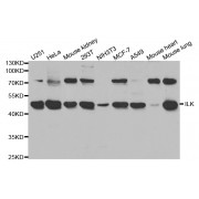 Western blot analysis of extracts of various cell lines, using ILK antibody (abx000890) at 1/1000 dilution.