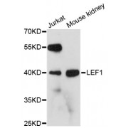 Western blot analysis of extracts of various cell lines, using LEF1 antibody (abx000894) at 1:3000 dilution.