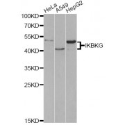 Western blot analysis of extracts of various cell lines, using IKBKG antibody (abx000898) at 1/1000 dilution.