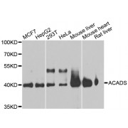 Western blot analysis of extracts of various cell lines, using ACADS antibody (abx000907) at 1/1000 dilution.