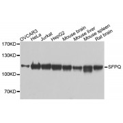 Western blot analysis of extracts of various cell lines, using SFPQ antibody (abx000914) at 1/1000 dilution.