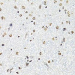 Splicing Factor Proline And Glutamine Rich (SFPQ) Antibody