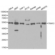 Western blot analysis of extracts of various cell lines, using TRAF2 antibody (abx000916) at 1/1000 dilution.