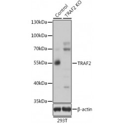 TNF Receptor Associated Factor 2 (TRAF2) Antibody