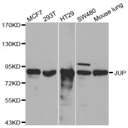 Western blot analysis of extracts of various cell lines, using JUP antibody (abx000917) at 1/500 dilution.