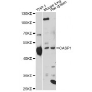 Western blot analysis of extracts of various cell lines, using CASP1 Antibody (abx000918) at 1/1000 dilution.