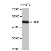 Western blot analysis of extracts of NIH/3T3 cells, using CTSB antibody (abx000920) at 1/1000 dilution.