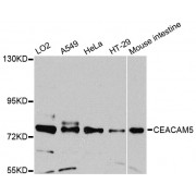 Western blot analysis of extracts of various cell lines, using CEACAM5 antibody (abx000923) at 1/1000 dilution.