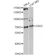 Western blot analysis of extracts of various cell lines, using GAD2 antibody (abx000924) at 1/1000 dilution.