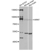 Western blot analysis of extracts of various cell lines, using ARNT Antibody (abx000925) at 1/1000 dilution.