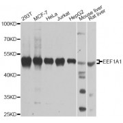 Western blot analysis of extracts of various cell lines, using EEF1A1 antibody (abx000927) at 1/1000 dilution.