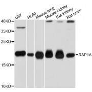 Western blot analysis of extracts of various cell lines, using RAP1A antibody (abx000928) at 1/1000 dilution.