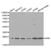 Western blot analysis of extracts of various cell lines, using RAN antibody (abx000929) at 1/1000 dilution.