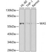 Western blot analysis of extracts of various cell lines, using WAS Antibody (abx000931) at 1/1000 dilution.