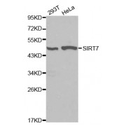 Western blot analysis of extracts of various cell lines, using SIRT7 antibody (abx000932).