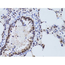 Sirtuin 7 (SIRT7) Antibody