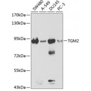 Western blot analysis of extracts of various cell lines, using TGM2 antibody (abx000934) at 1:300 dilution.