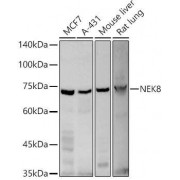 Western blot analysis of extracts of various cell lines, using NEK8 antibody (abx000937) at 1/500 dilution.