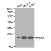 Western blot analysis of extracts of various cell lines, using PARK7 antibody (abx000940) at 1/1000 dilution.