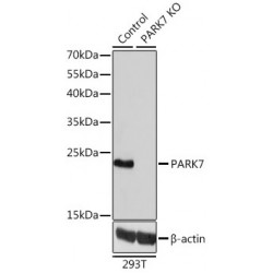 High Sensitive Parkinson Disease Protein 7 (PARK7) Antibody