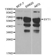 Western blot analysis of extracts of various cell lines, using SYT1 antibody (abx000945) at 1/1000 dilution.