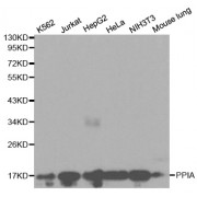 Western blot analysis of extracts of various cell lines, using PPIA antibody (abx000946) at 1/1000 dilution.
