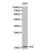 Western blot analysis of extracts of 293T cells, using ID2 antibody (abx000949).