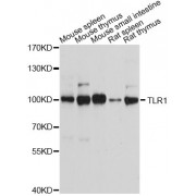Western blot analysis of extracts of various cell lines, using TLR1 antibody (abx000950) at 1/1000 dilution.