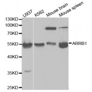 Western blot analysis of extracts of various cell lines, using ARRB1 antibody (abx000951) at 1/1000 dilution.