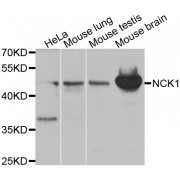 Western blot analysis of extracts of various cell lines, using NCK1 antibody (abx000952) at 1/1000 dilution.