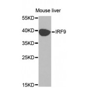 Western blot analysis of extracts of mouse liver, using IRF9 antibody (abx000955) at 1/1000 dilution.