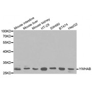 Western blot analysis of extracts of various cell lines, using YWHAB antibody (abx000964) at 1/1000 dilution.