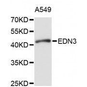 Western blot analysis of extracts of A-549 cells, using EDN3 antibody (abx000972) at 1/1000 dilution.