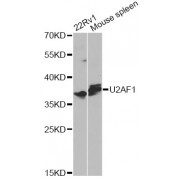 Western blot analysis of extracts of various cell lines, using U2AF1 antibody (abx000973) at 1/1000 dilution.