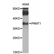Western blot analysis of extracts of A-549 cells, using PRMT1 antibody (abx000978) at 1/1000 dilution.