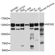 Western blot analysis of extracts of various cell lines, using MCM2 antibody (abx000979) at 1/1000 dilution.