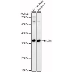 Target of Rapamycin Complex Subunit LST8 (MLST8) Antibody