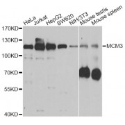 Western blot analysis of extracts of various cell lines, using MCM3 antibody (abx000983) at 1/1000 dilution.