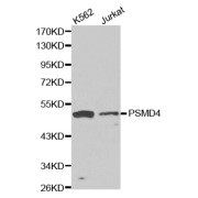 Western blot analysis of extracts of various cell lines, using PSMD4 antibody (abx000984).