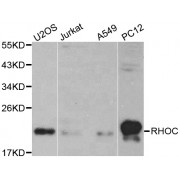Western blot analysis of extracts of various cell lines, using RHOC antibody (abx000985).